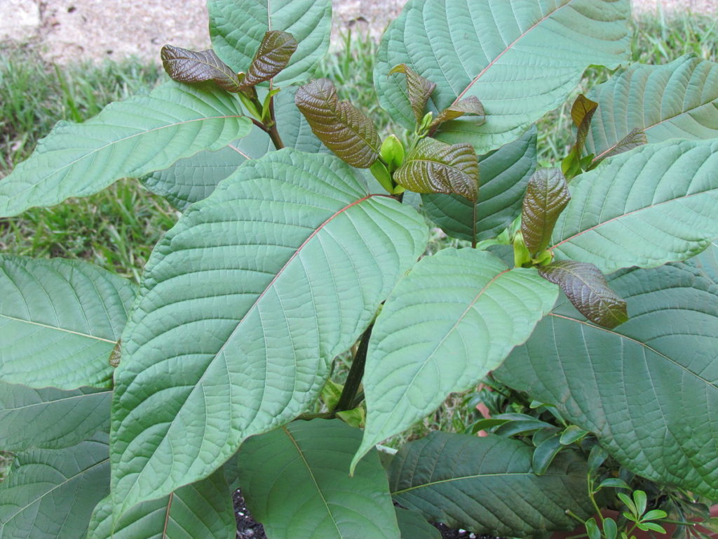 Kratom Leaves may provide a solution for opioid withdrawal treatment, according to users.